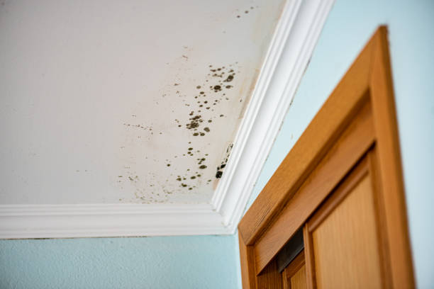 Best Crawl Space Mold Removal  in Waterloo, IL