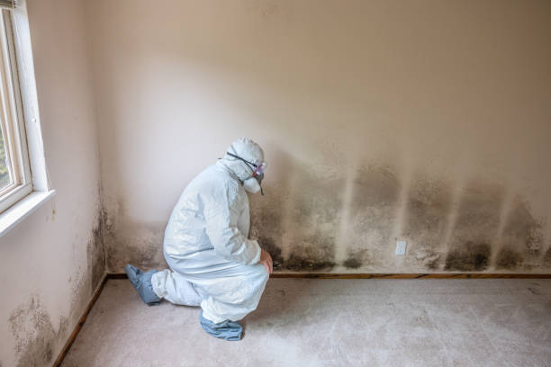 Best Residential Mold Removal  in Waterloo, IL