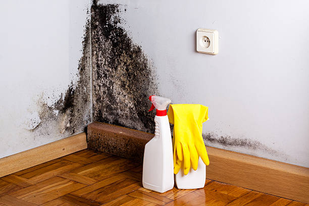 Best Black Mold Removal  in Waterloo, IL