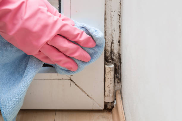 Mold Removal Process in Waterloo, IL